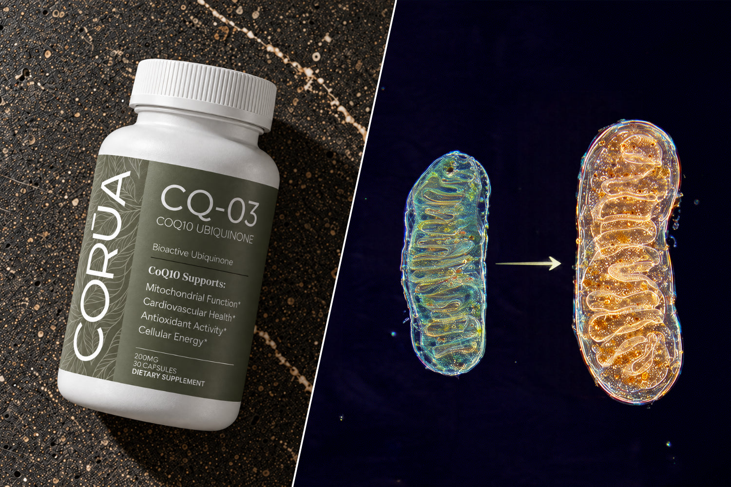 CoQ10 mitochondria graphic